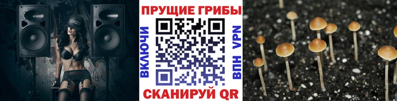 Купить закладки  Неман  Галлюциногенные грибы Psilocybine cubensis 